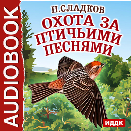 Охота за птичьими песнями