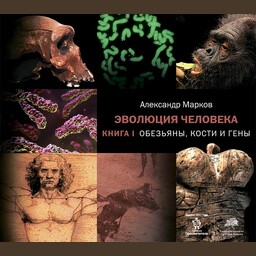 Эволюция человека