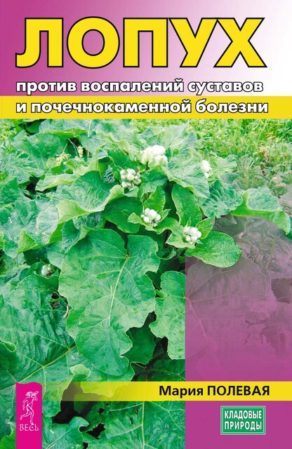 Лопух против воспалений суставов и почечнокаменной болезни