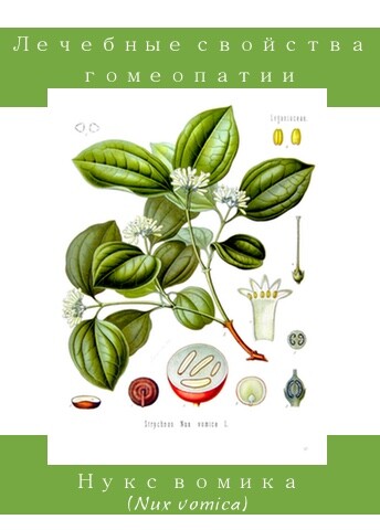 Нукс вомика (Nux vomica)