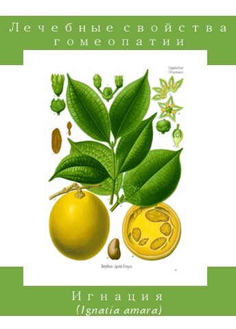 Игнация (Ignatia amara)