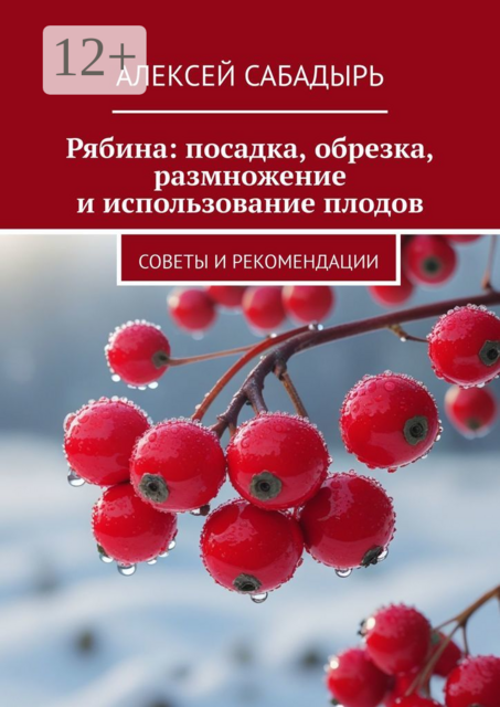 Рябина: посадка, обрезка, размножение и использование плодов. Советы и рекомендации