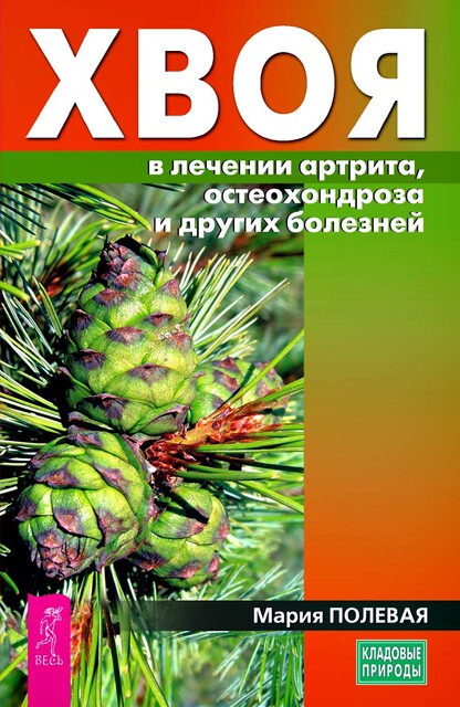 Хвоя в лечении артрита, остеохондроза и других болезней