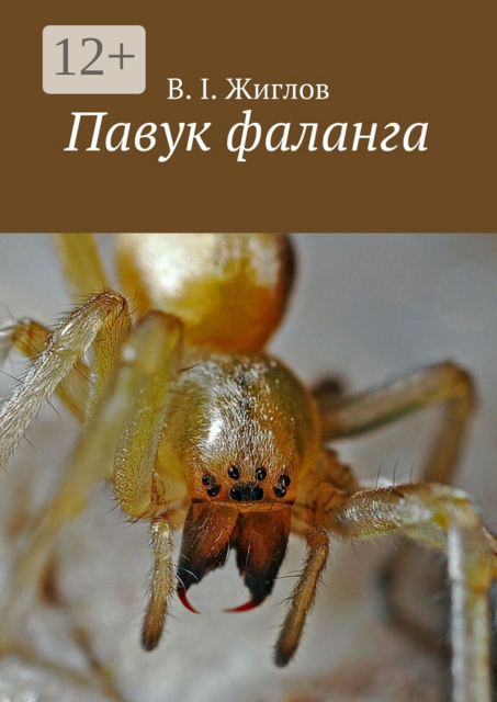 Павук фаланга