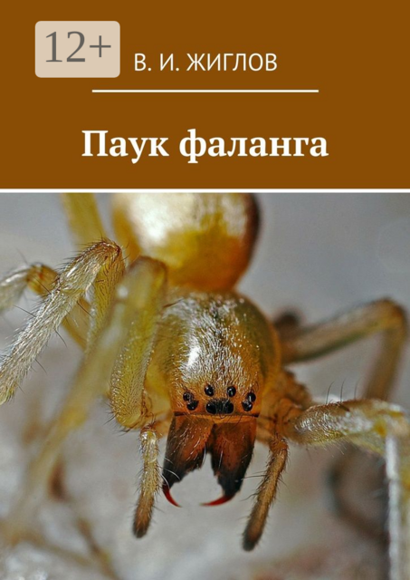 Паук фаланга