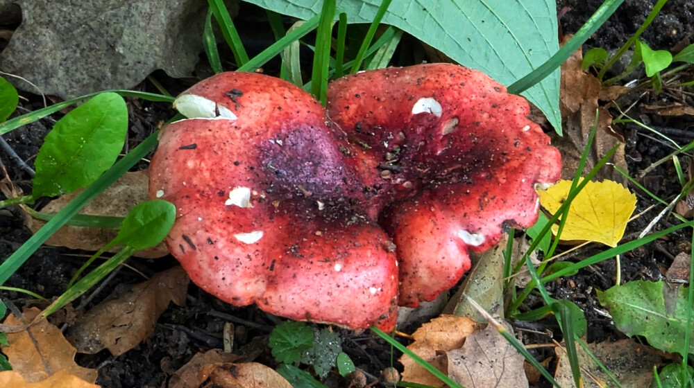 Прочитанные