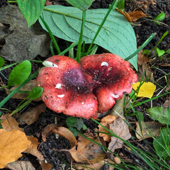 Прочитанные