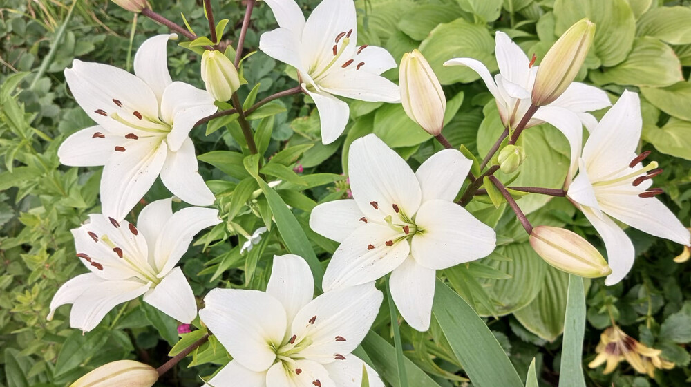 Лингам в Йони