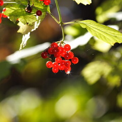 Библиотечка натуралиста
