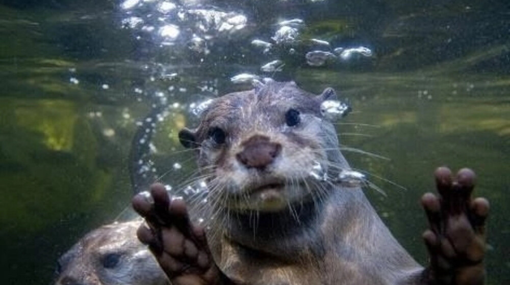 ИЗЛ 1 пол 20 века