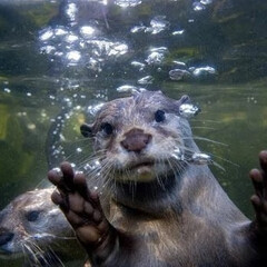 ИЗЛ 1 пол 20 века