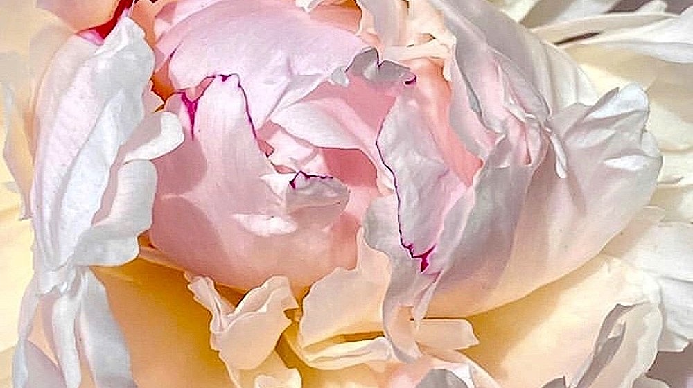 Физиология