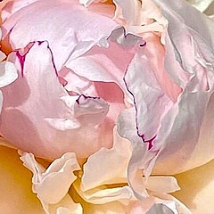 Физиология