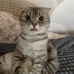 Алёна