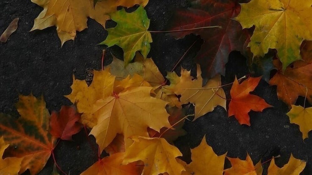 художественная литература