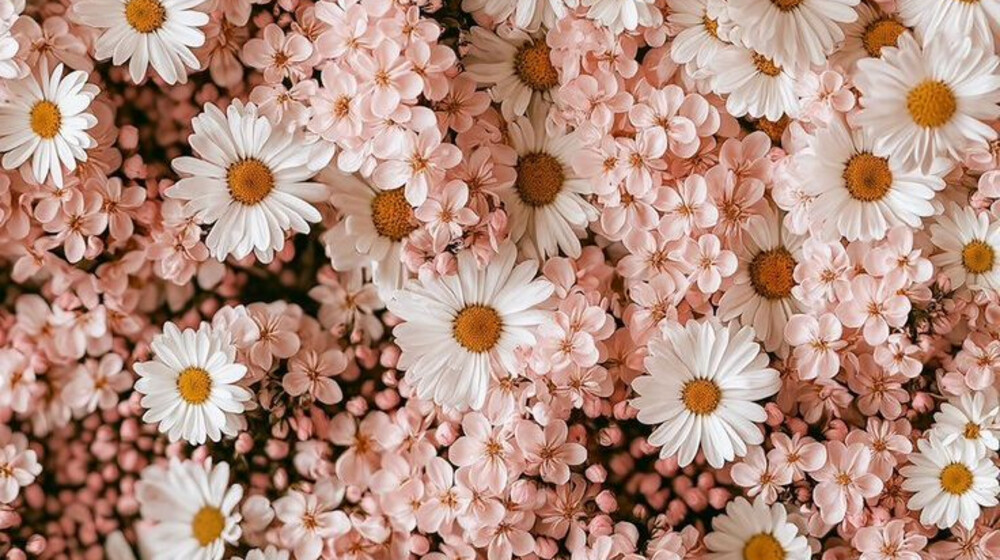 Лучшие романы по версии Би-би-си