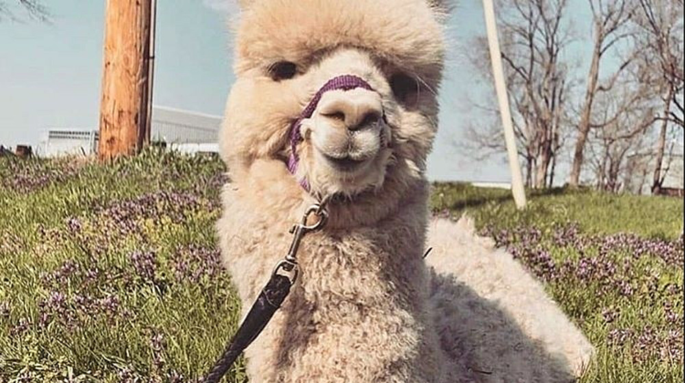 Приключения