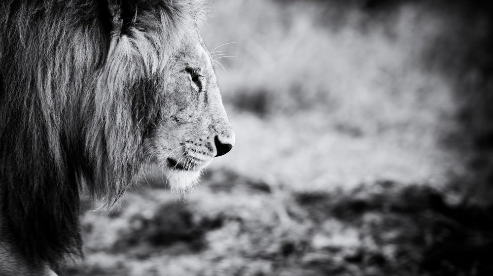 Саморазвитие