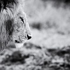 Саморазвитие