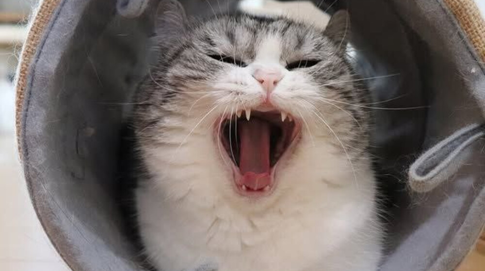 кот детектив🕵️‍♂️🐱