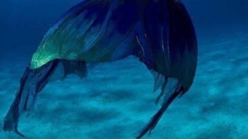 Русалки и сирены