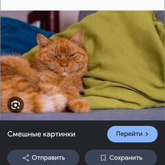 книжачки