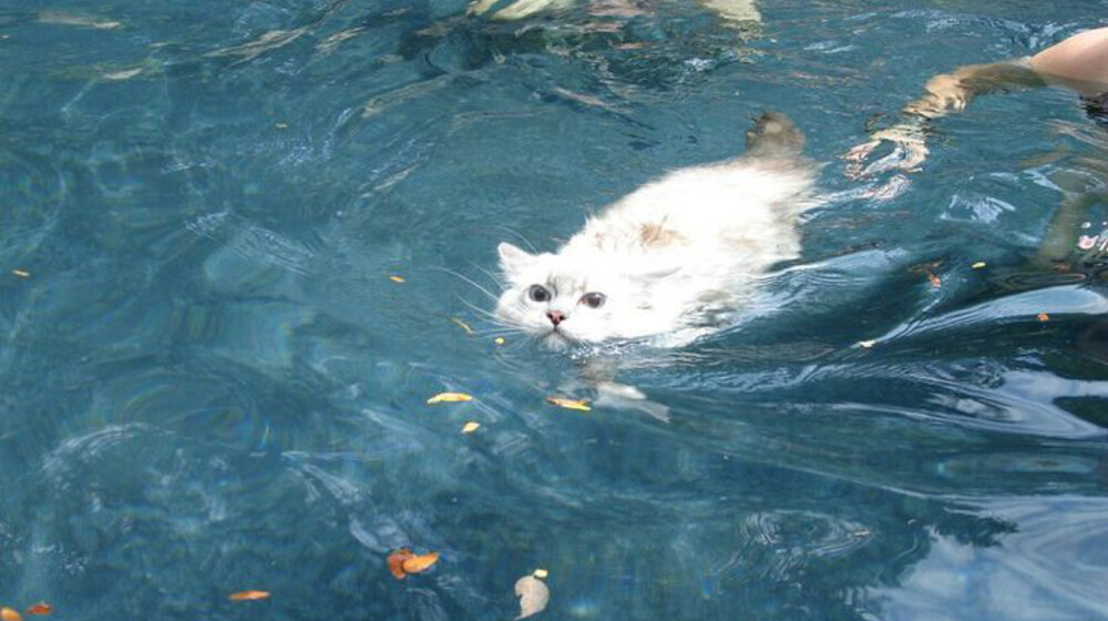 комиксы/манхвы/манги