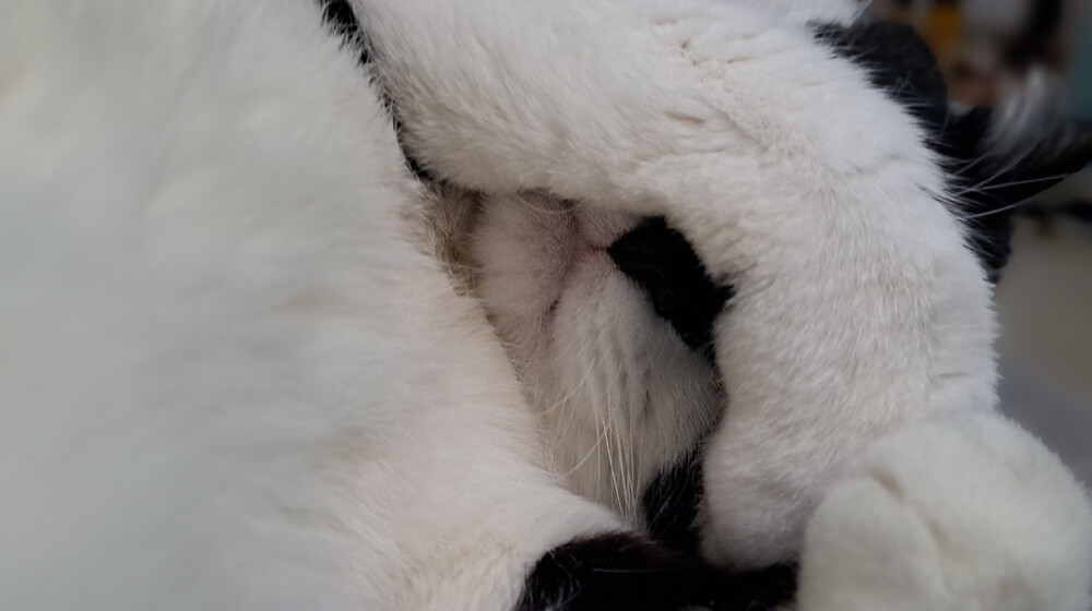 Детки - конфетки