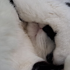 Детки - конфетки