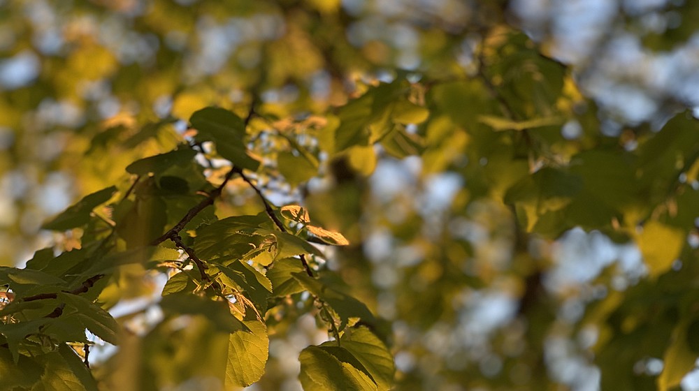 Ох уж эти Блогеры