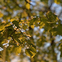 Ох уж эти Блогеры