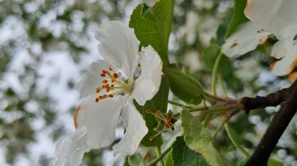 Феноменальный рост