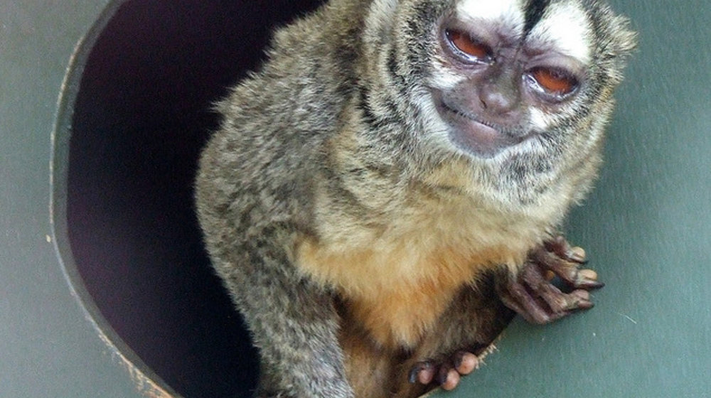 Смех как пень, на котором отдыхает мирозданье