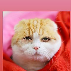 Для внутреннего баланса