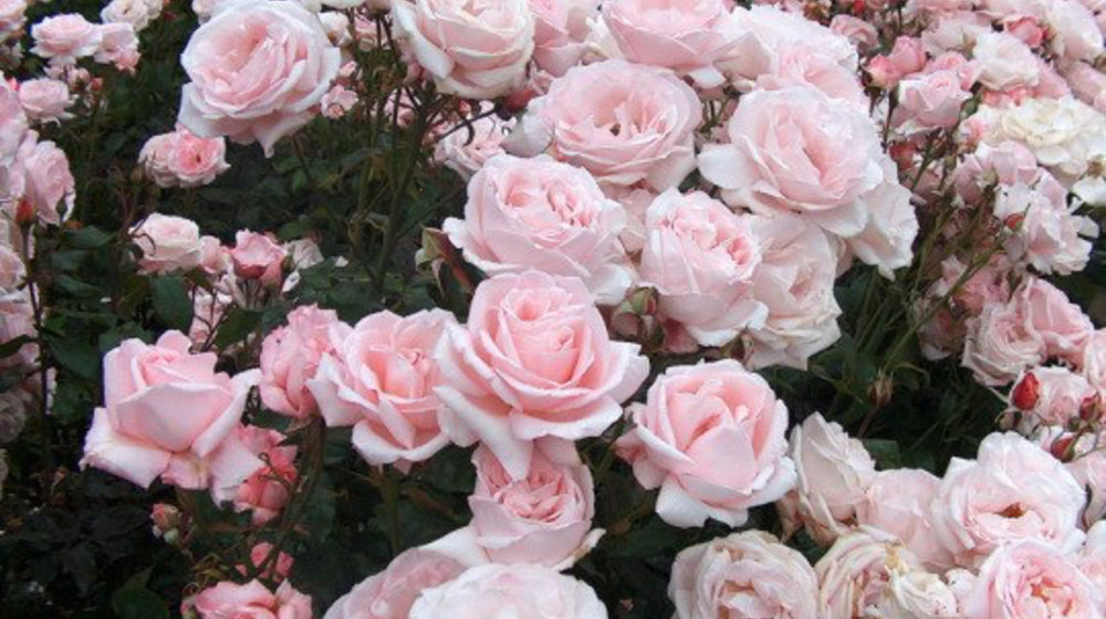 Классическая зарубежная литература