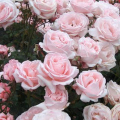 Классическая зарубежная литература