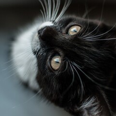 Время гладить кошек