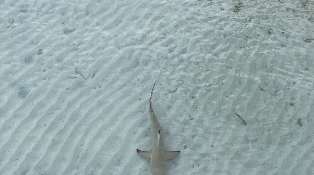 Хочу читать