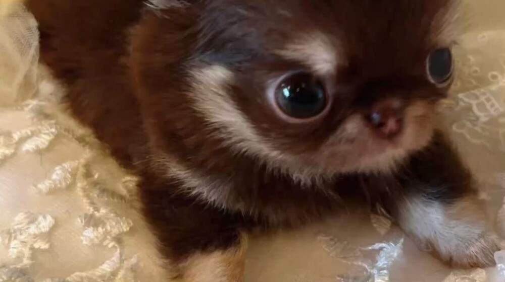 хочу приобрести