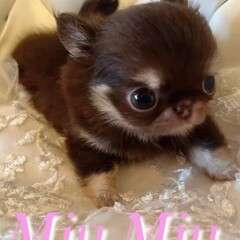 хочу приобрести