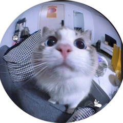 Books about cats/⁠ᐠ⁠｡⁠ꞈ⁠｡⁠ᐟ⁠\