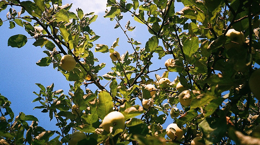 Художка & Фикшон