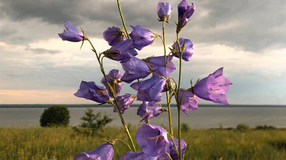 Прослушано 