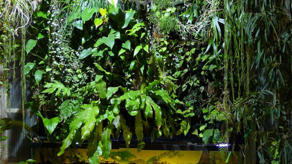 Домашние цветы