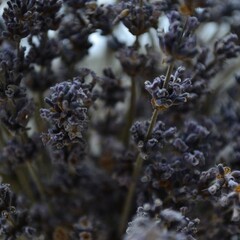 Летнее чтение