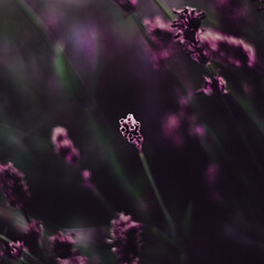 Расследование Екатерины Петровской и К°