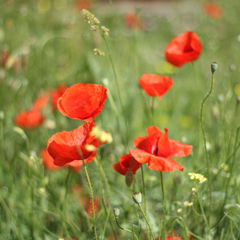 Хочу прочитать: психология