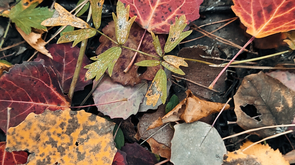 Мистический котябрь