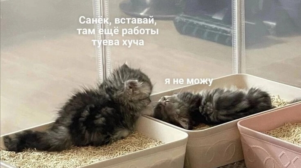 Саморазвитие