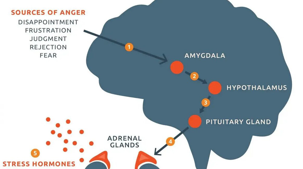 Nonfiction about brain and hormones